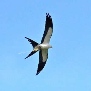 swallow-tailed kite